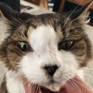 Meet your Posher, Wilton